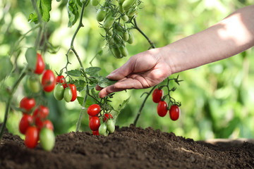 Hands touch plants of cherry tomatoes control quality and  cure the vegetable garden