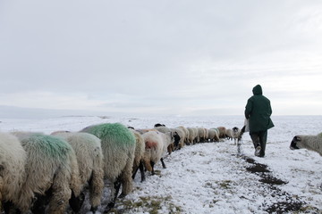 Winter Sheep Farming in the Yorkshire Dales - 165493219