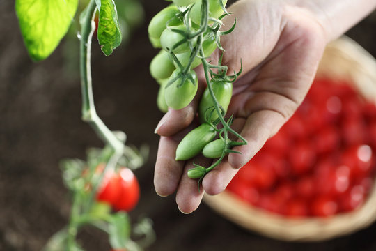 hand touch green cherry tomatoes plant in vegetable garden, top view