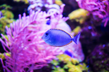 Wonderful and beautiful underwater world with corals and tropical fish.