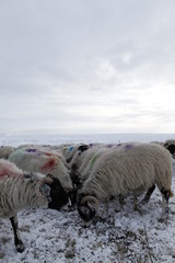 Winter Sheep Farming in the Yorkshire Dales - 165493815