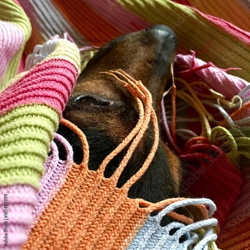 "Schlafender Hund unter einer bunten Decke" Stock photo and royalty