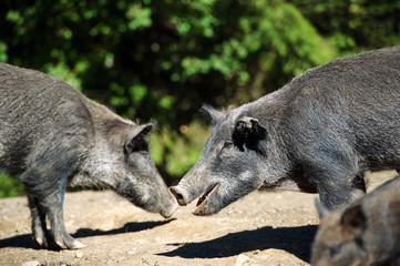 wild boar