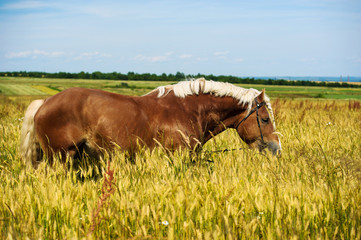 German shire horse in the field