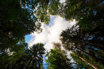 The sky with clouds through the pines