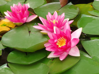 water, lily, pond, flower, lotus, pink, nature, summer, plant, lilies, beautiful, reflection, beauty, waterlily, bloom, aquatic, green, natural, leaf, blossom, garden, petal, fish, white, closeup, env