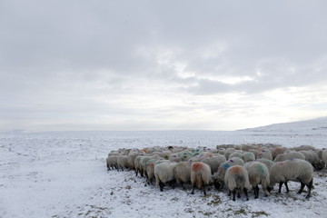 Winter Sheep Farming in the Yorkshire Dales - 165494643