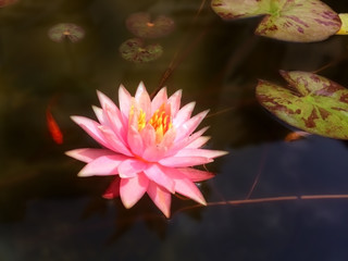 water, lily, pond, flower, lotus, pink, nature, summer, plant, lilies, beautiful, reflection, beauty, waterlily, bloom, aquatic, green, natural, leaf, blossom, garden, petal, fish, white, closeup, env