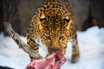 Amur leopard eating meat. Leopard (Panthera pardus)