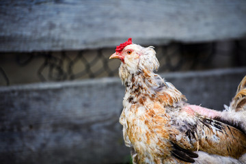 chicken on a farm