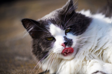 Cute licked cat