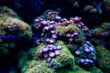 Wonderful and beautiful underwater world with corals and tropical fish.