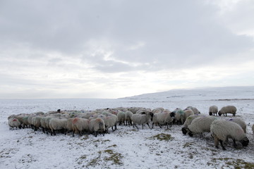 Winter Sheep Farming in the Yorkshire Dales - 165495030