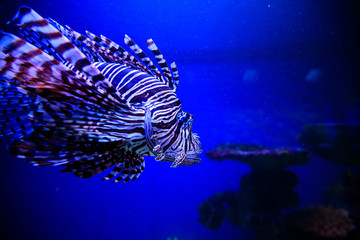 Wonderful and beautiful underwater world with corals and tropical fish.
