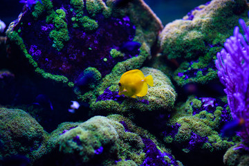 Wonderful and beautiful underwater world with corals and tropical fish.