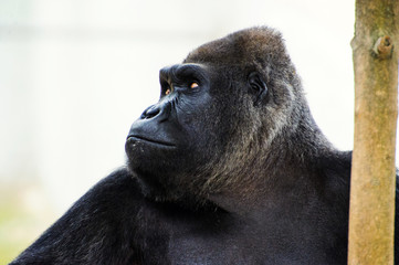 Gorilla