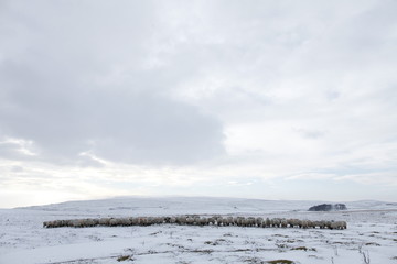 Winter Sheep Farming in the Yorkshire Dales - 165495294