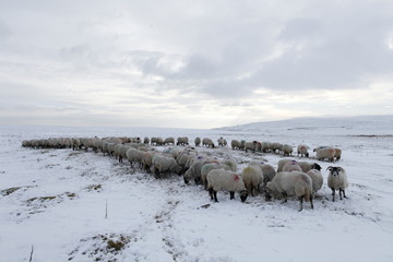 Winter Sheep Farming in the Yorkshire Dales - 165495298