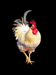 Rooster of Adler silvery breed isolated on a black background. White cock with black tail close-up