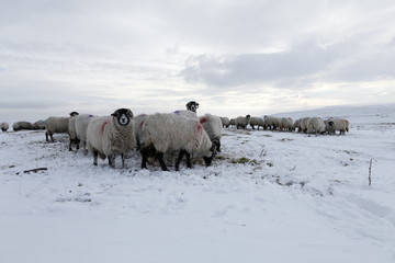 Winter Sheep Farming in the Yorkshire Dales - 165495864
