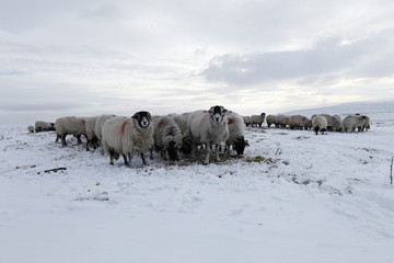 Winter Sheep Farming in the Yorkshire Dales - 165495866