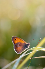 Obraz premium Poranny motyl na zielonej łące Mały Śliczny brązowy motyl siedzący na źdźble trawy Piękny makro owad Naturalne tło / The Small Heath, motyl w naturalnym środowisku (Coenonympha pamphilus)