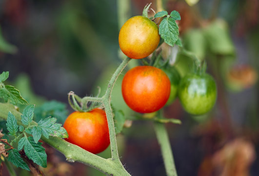 Tomato plant with ripe fruits in the vegetable garden in summer. Ripe natural tomatoes growing on a branch