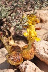 Fleurs désert Boa Vista Cap Vert