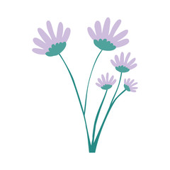 hand drawing lilac color daisy flower bouquet with several ramifications vector illustration