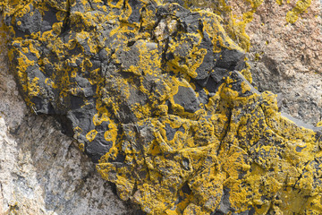 Bright Orange Lichen on Rock