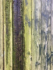 Grüner Belag auf altem Holz in der Nahaufnahme