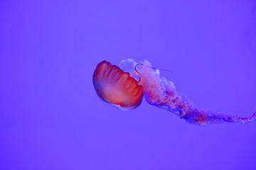 jellyfish