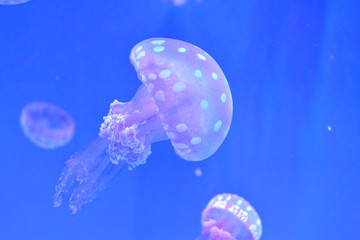 small jellyfish