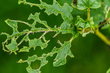Obraz premium Aphids eat the leaves. the concept of insect pests aphids