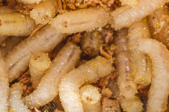Larva of a meat fly in sawdust, close-up