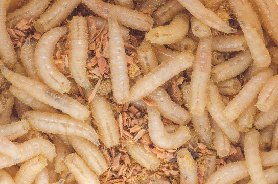 Larva of a meat fly in sawdust, close-up