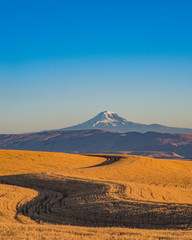 The Wheat Road to Mt. Adams 