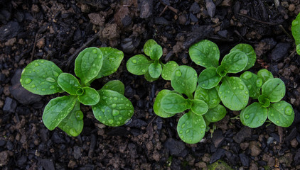 Corn salad with raindrops growing in soil - Valerianella locusta known as lamb's lettuce, mache, fetticus, feldsalat, nusslisalat, nut lettuce, rapunzel.