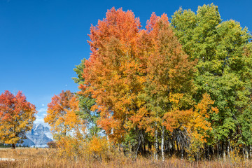 Fototapeta premium Scenic Teton Landscape in Fall