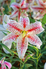 Lily flower of white mix pink color bloom.