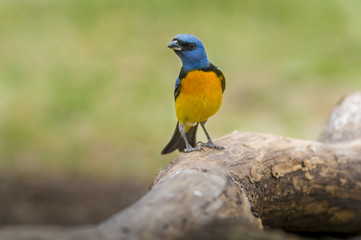 Blue-and-yellow tanager