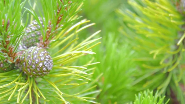 Close up of Pine or Fir tree branches moving on wind.