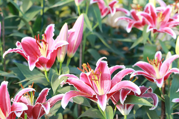 Lily flower of pink color bloom.
