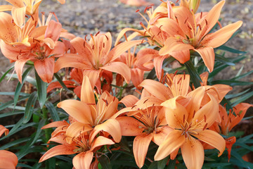 Lily flower of orange color bloom.