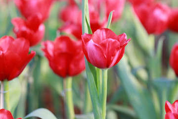 Naklejka premium Bright red tulips blossoming.