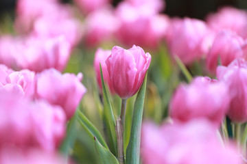 Fototapeta premium Bright Pink tulips blossoming.