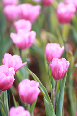 Bright Pink tulips blossoming.