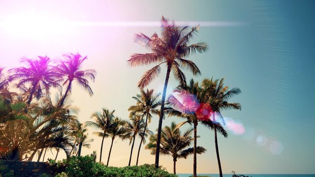 4K Tropical Coconut Palm Tree Sky Sun Lens Flare Silhouette
