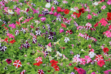 Fototapeta premium Petunia flower of mix color bloom.