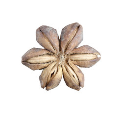 Dry star Incas bean isolated on white background.
